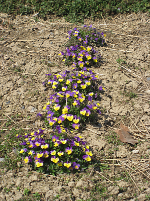 pansy mulched